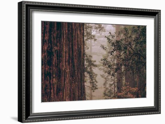 Redwood Forest Detail, California Coast-null-Framed Photographic Print