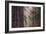 Redwood Forest Detail, California Coast-null-Framed Photographic Print