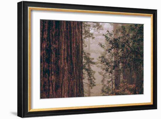 Redwood Forest Detail, California Coast-null-Framed Photographic Print
