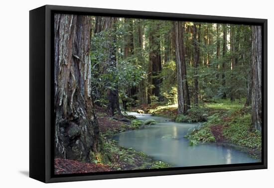 Redwood Forest I-Rita Crane-Framed Premier Image Canvas