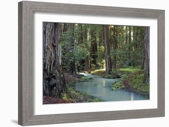 Redwood Forest I-Rita Crane-Framed Photographic Print