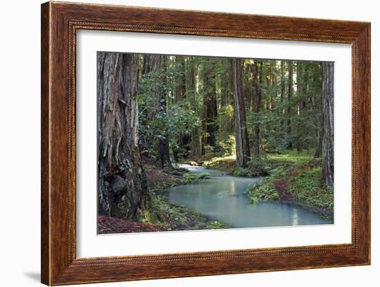 Redwood Forest I-Rita Crane-Framed Photographic Print