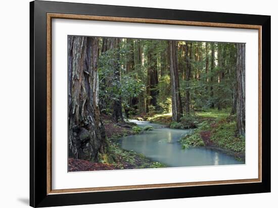 Redwood Forest I-Rita Crane-Framed Photographic Print