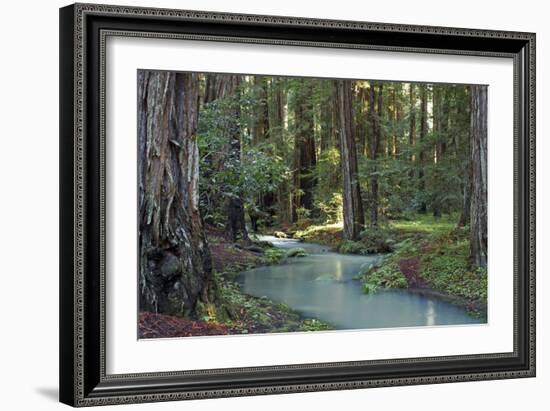 Redwood Forest I-Rita Crane-Framed Photographic Print