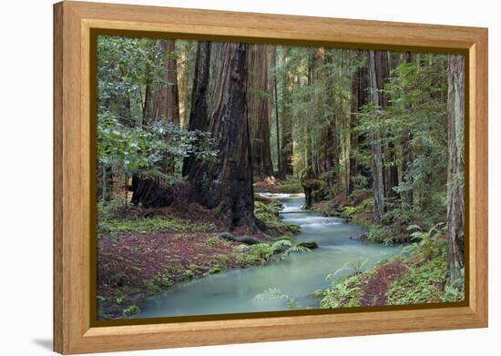 Redwood Forest II-Rita Crane-Framed Premier Image Canvas