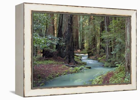 Redwood Forest II-Rita Crane-Framed Premier Image Canvas