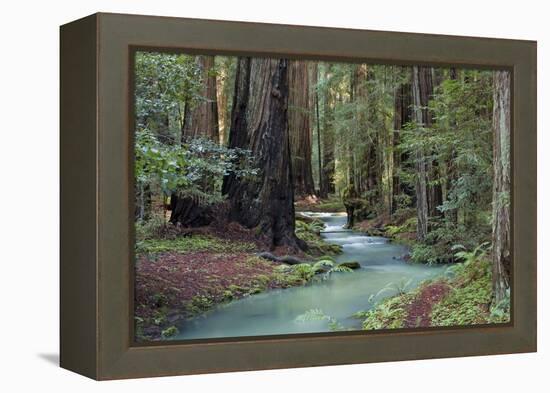 Redwood Forest II-Rita Crane-Framed Premier Image Canvas