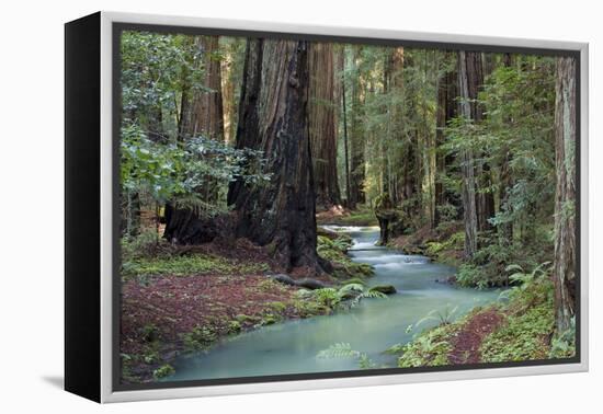 Redwood Forest II-Rita Crane-Framed Premier Image Canvas