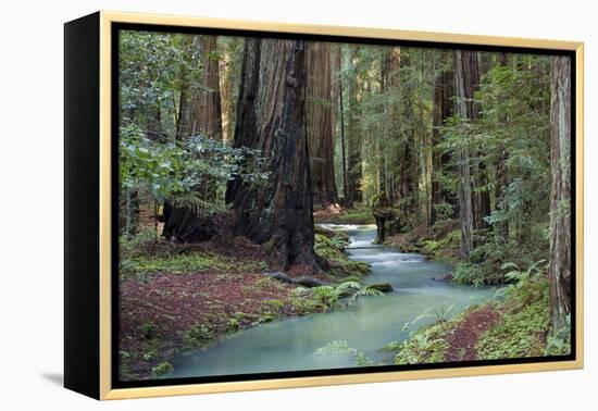 Redwood Forest II-Rita Crane-Framed Premier Image Canvas
