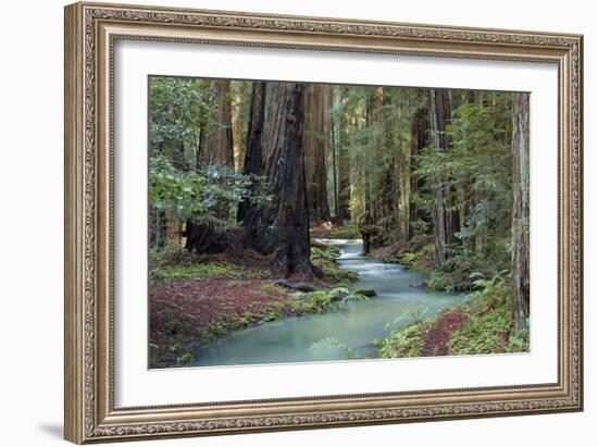 Redwood Forest II-Rita Crane-Framed Photographic Print