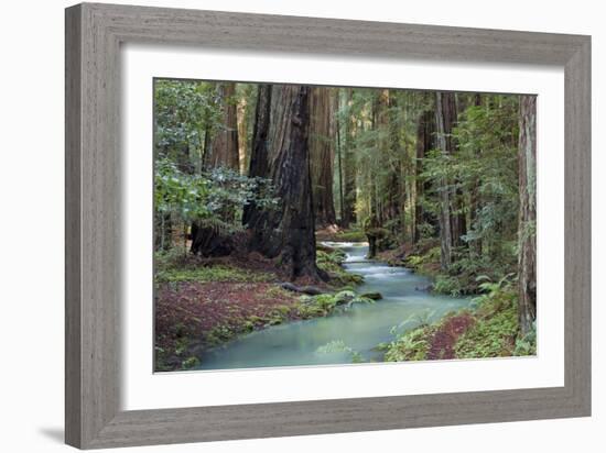Redwood Forest II-Rita Crane-Framed Photographic Print