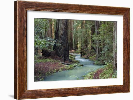 Redwood Forest II-Rita Crane-Framed Photographic Print