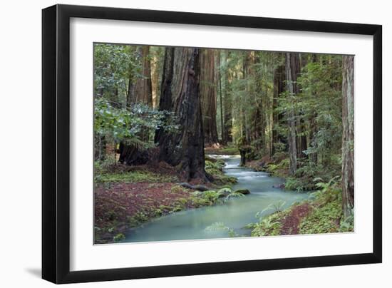 Redwood Forest II-Rita Crane-Framed Photographic Print