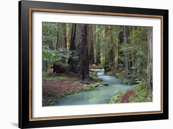 Redwood Forest II-Rita Crane-Framed Photographic Print