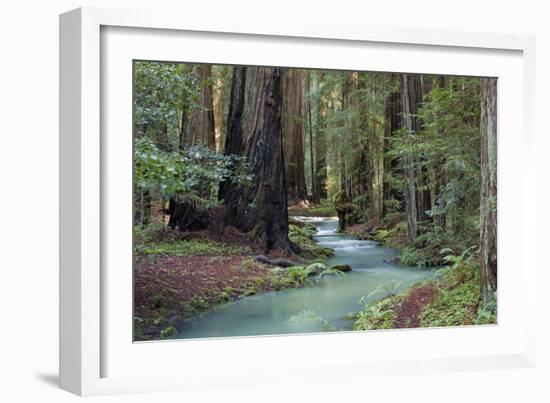 Redwood Forest II-Rita Crane-Framed Photographic Print