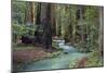 Redwood Forest II-Rita Crane-Mounted Photographic Print