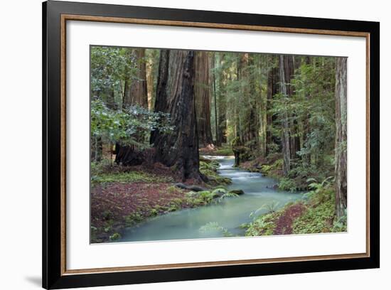 Redwood Forest II-Rita Crane-Framed Photographic Print