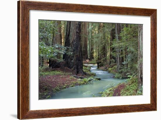 Redwood Forest II-Rita Crane-Framed Photographic Print