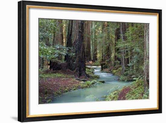 Redwood Forest II-Rita Crane-Framed Photographic Print