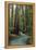 Redwood Forest III-Rita Crane-Framed Premier Image Canvas