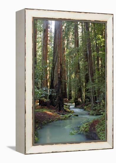 Redwood Forest III-Rita Crane-Framed Premier Image Canvas