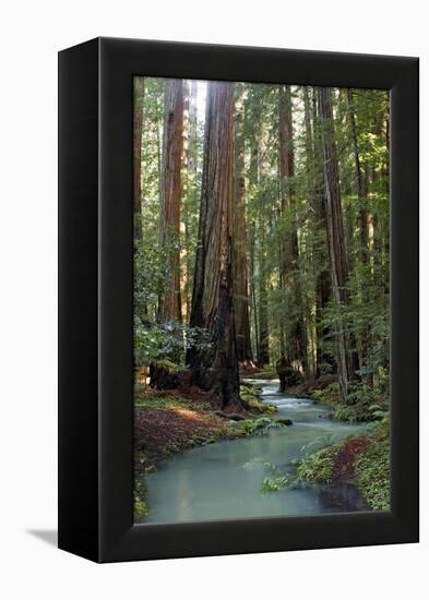Redwood Forest III-Rita Crane-Framed Premier Image Canvas