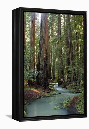 Redwood Forest III-Rita Crane-Framed Premier Image Canvas