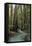 Redwood Forest III-Rita Crane-Framed Premier Image Canvas