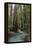 Redwood Forest III-Rita Crane-Framed Premier Image Canvas