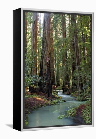 Redwood Forest III-Rita Crane-Framed Premier Image Canvas