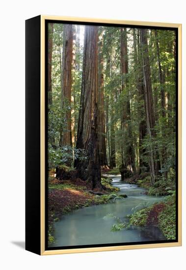 Redwood Forest III-Rita Crane-Framed Premier Image Canvas