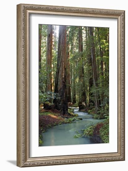 Redwood Forest III-Rita Crane-Framed Photographic Print