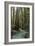 Redwood Forest III-Rita Crane-Framed Photographic Print