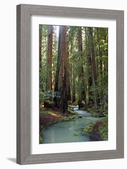 Redwood Forest III-Rita Crane-Framed Photographic Print