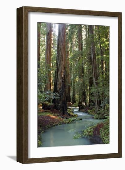 Redwood Forest III-Rita Crane-Framed Photographic Print