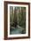 Redwood Forest III-Rita Crane-Framed Photographic Print