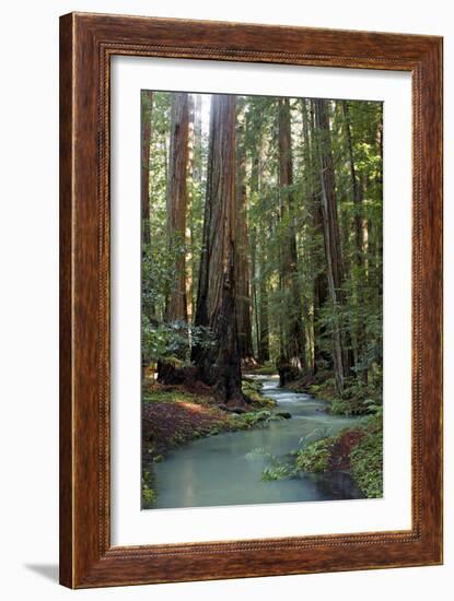 Redwood Forest III-Rita Crane-Framed Photographic Print