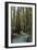 Redwood Forest III-Rita Crane-Framed Photographic Print