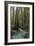 Redwood Forest III-Rita Crane-Framed Photographic Print