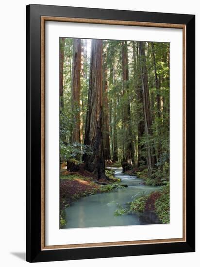 Redwood Forest III-Rita Crane-Framed Photographic Print