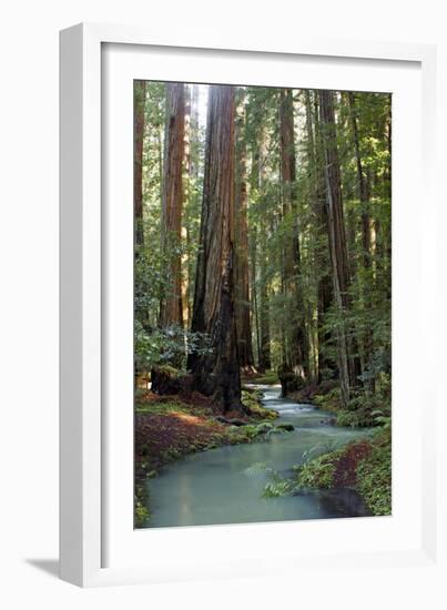 Redwood Forest III-Rita Crane-Framed Photographic Print