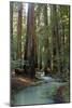 Redwood Forest III-Rita Crane-Mounted Photographic Print