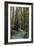 Redwood Forest III-Rita Crane-Framed Photographic Print