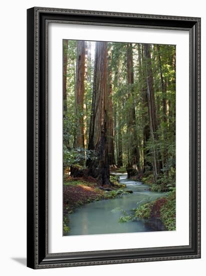 Redwood Forest III-Rita Crane-Framed Photographic Print