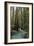 Redwood Forest III-Rita Crane-Framed Photographic Print