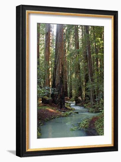 Redwood Forest III-Rita Crane-Framed Photographic Print