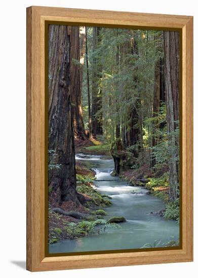 Redwood Forest IV-Rita Crane-Framed Premier Image Canvas