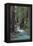 Redwood Forest IV-Rita Crane-Framed Premier Image Canvas