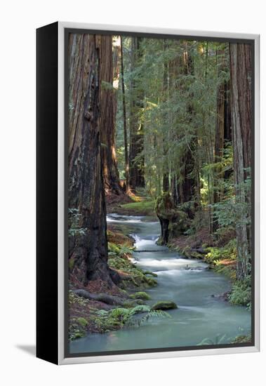 Redwood Forest IV-Rita Crane-Framed Premier Image Canvas