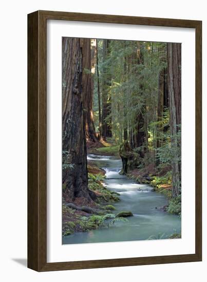 Redwood Forest IV-Rita Crane-Framed Photographic Print